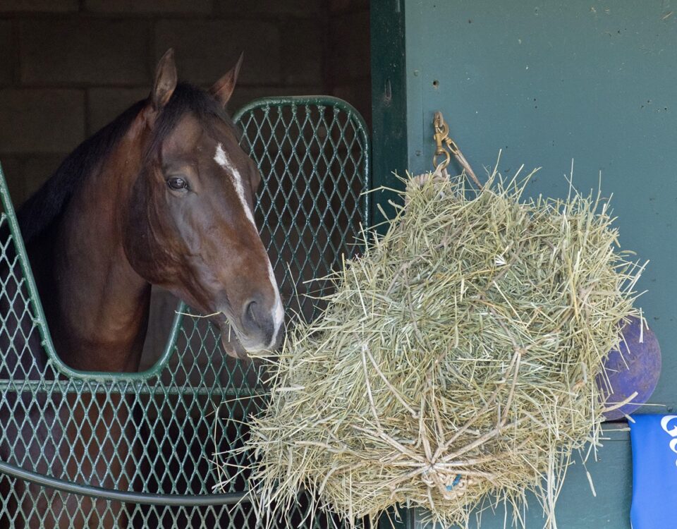 Sovereignty - Barbara D. Livingston - Daily Racing Form
