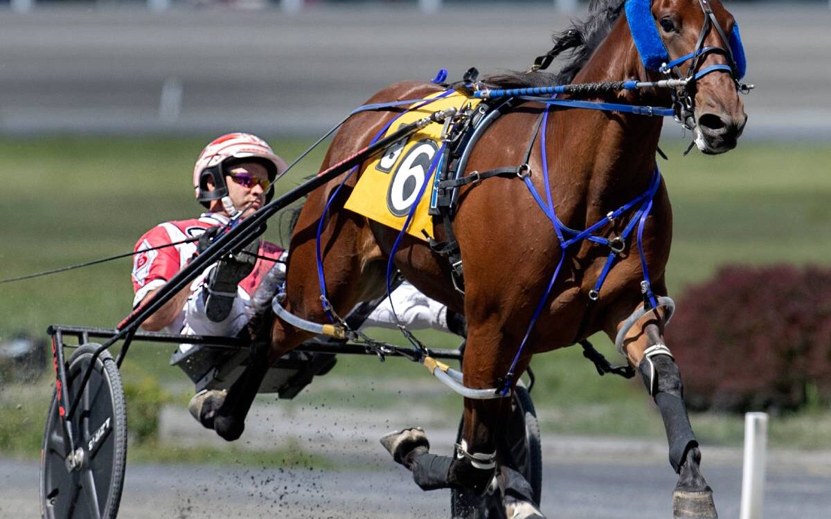 Twin B Joe Fresh - Barbara D. Livingston - Daily Racing Form