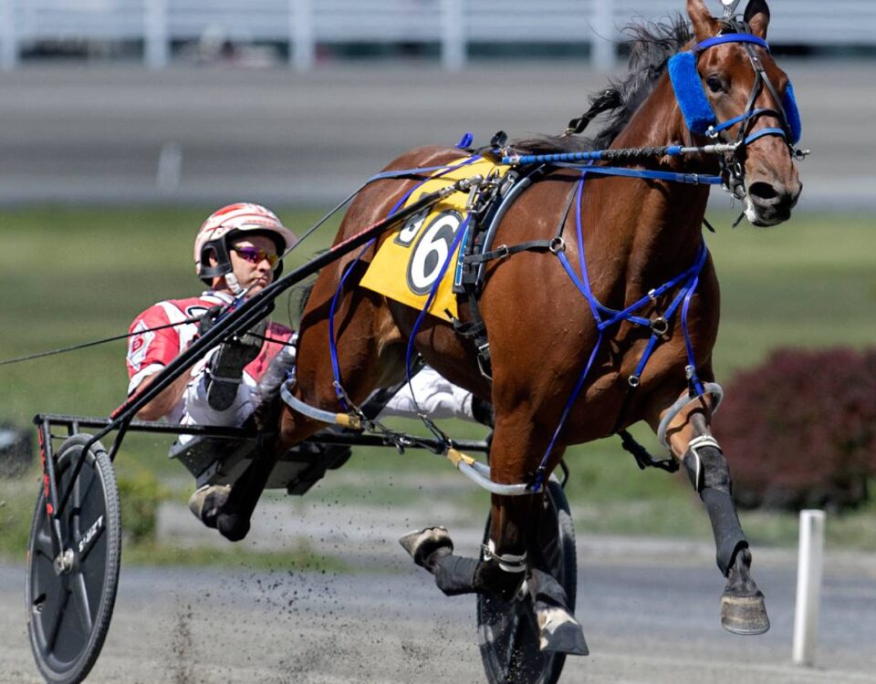 Twin B Joe Fresh - Barbara D. Livingston - Daily Racing Form