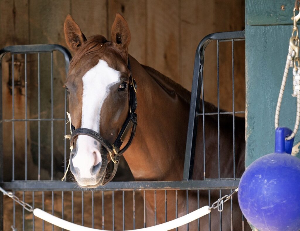 Vive Veuve - Barbara D. Livingston - Daily Racing Form