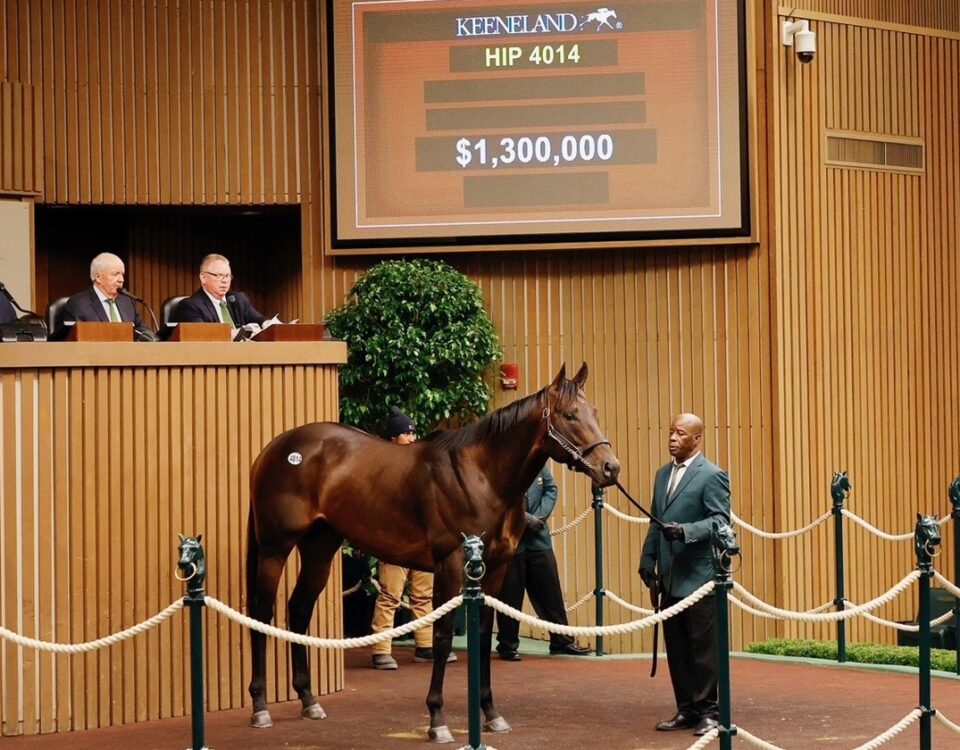 $1.3 Million Bishops Bay KEE Nov HRA Sale - credit: Keeneland Sales / Coady Media