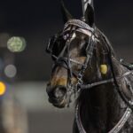 Harness / Meadowlands - Barbara D. Livingston - Daily Racing Form