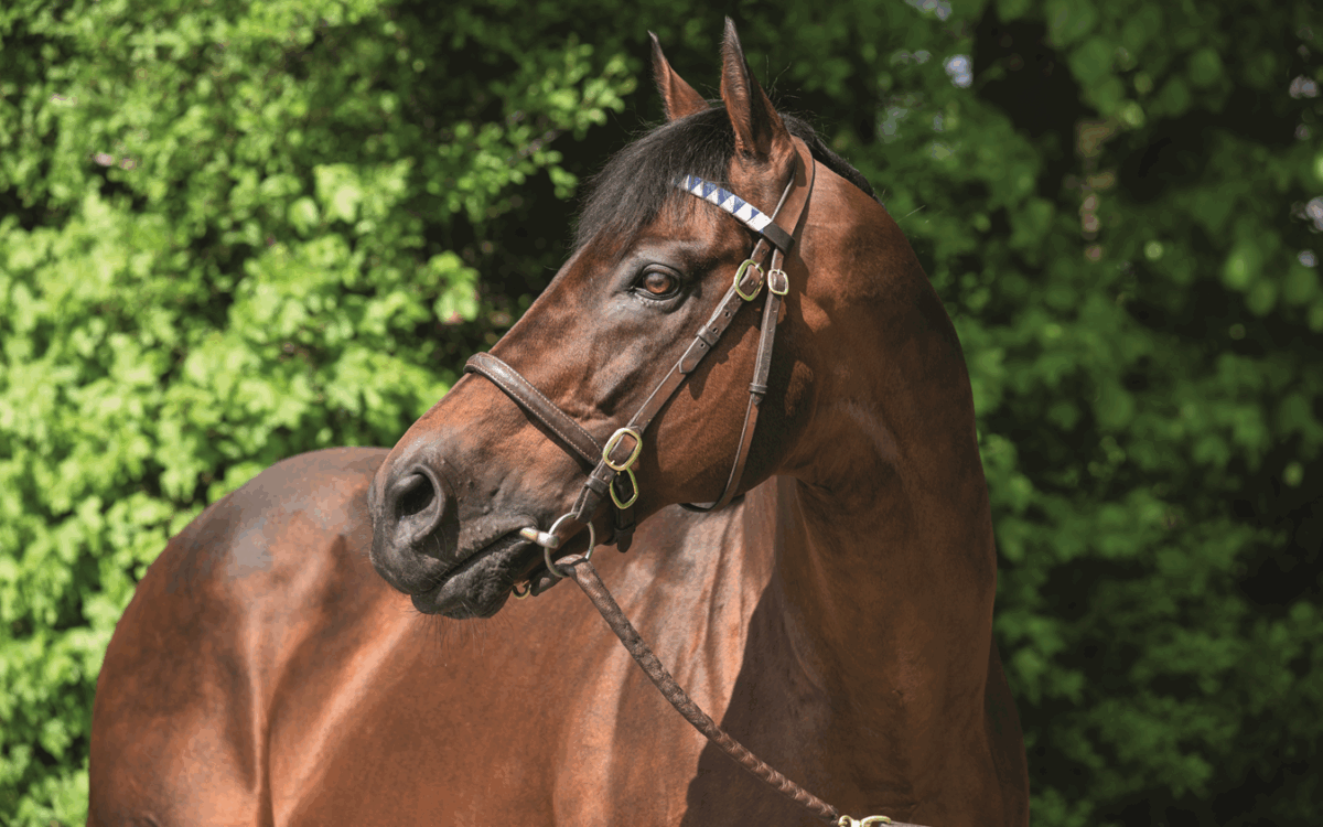 Dubawi - foto suministrada por Jim Cox - Head of Marketing of Darley Stallions - America