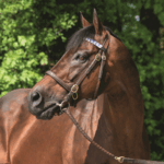 Dubawi - foto suministrada por Jim Cox - Head of Marketing of Darley Stallions - America