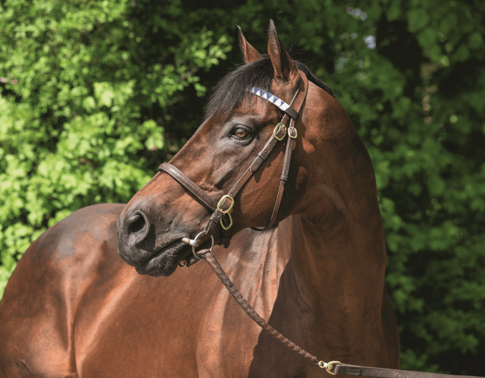 Dubawi - foto suministrada por Jim Cox - Head of Marketing of Darley Stallions - America