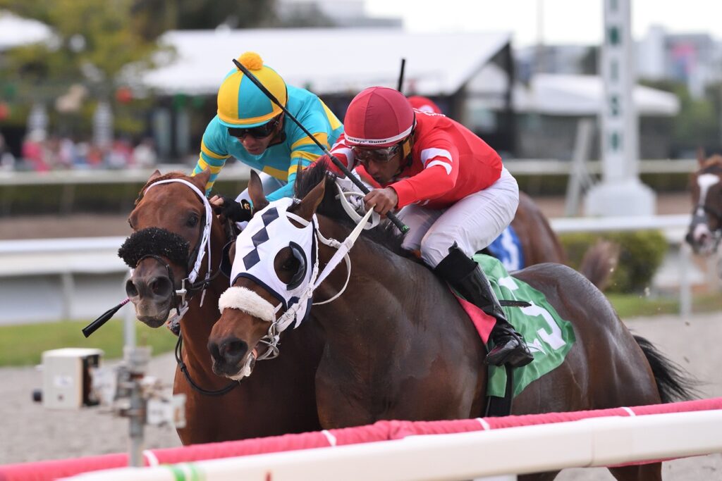 Glorious Boy - Pulpit Stakes - Ryan Thompson/Coglianese Photo