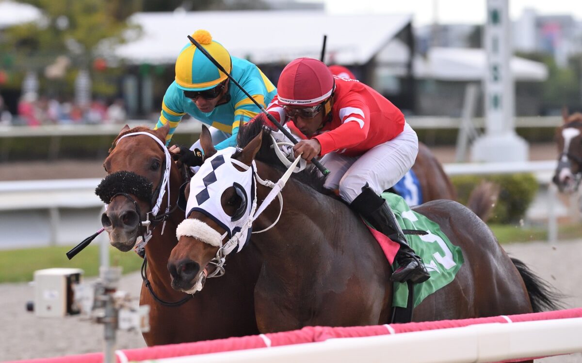 Glorious Boy - Pulpit Stakes - Ryan Thompson/Coglianese Photo