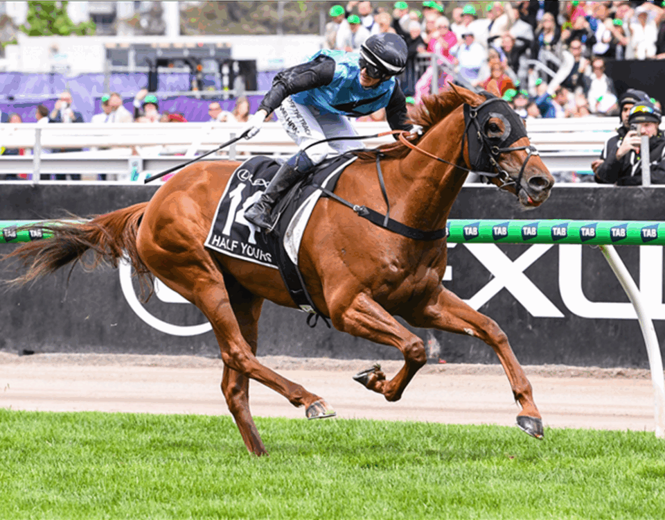 HALF YOURS winning the Lexus Melbourne Cup at Flemington in Australia. Picture: Racing Photos / Sky Racing World