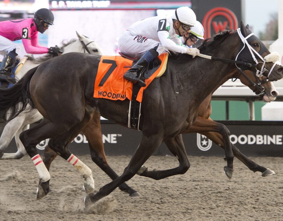 Sultana - Maple Leaf G3 - Michael Burns