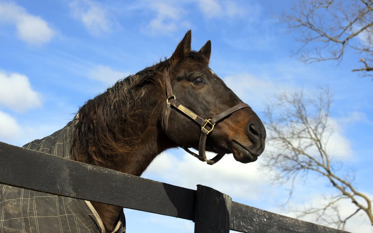 Touch Gold at Old Friends Farm - Barbara D Livingston - Daily Racing Form