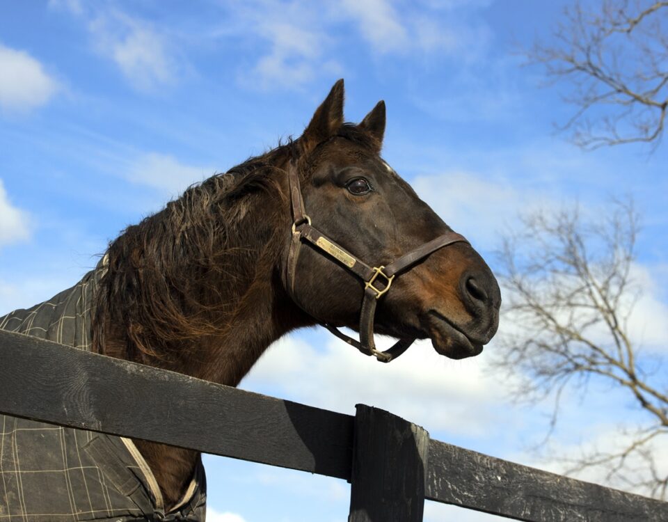 Touch Gold at Old Friends Farm - Barbara D Livingston - Daily Racing Form