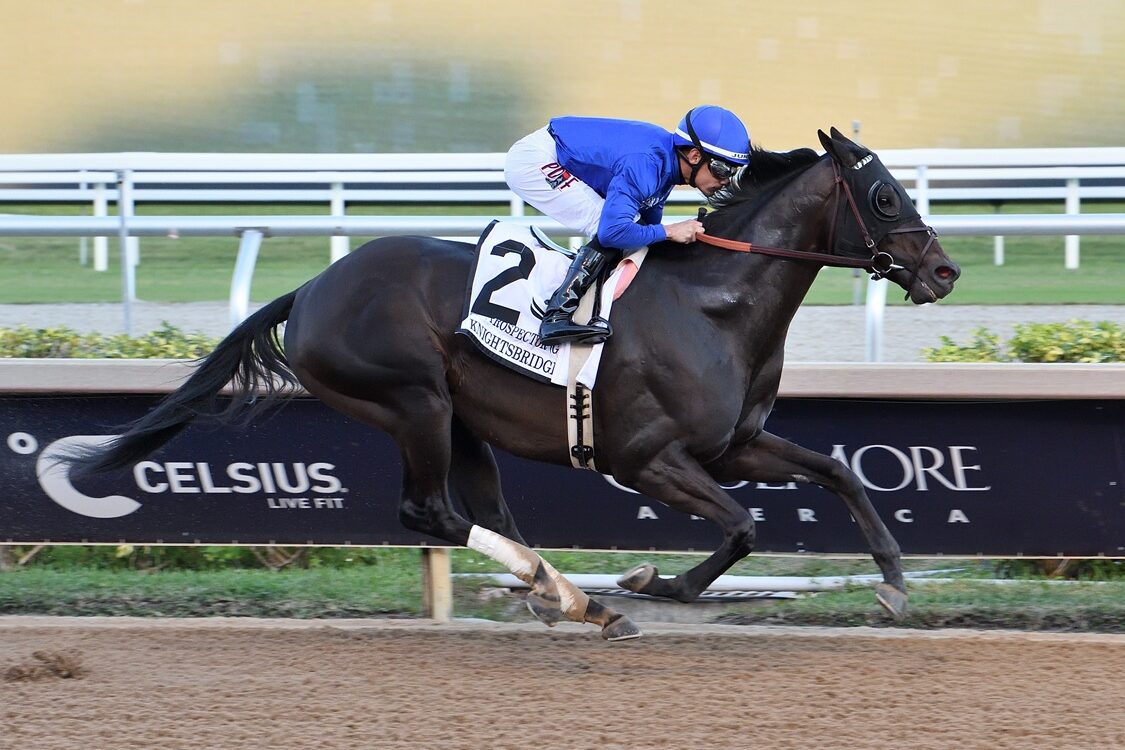 Knightsbridge - Mr Prospector G3 - Lauren King - Coglianese Photo