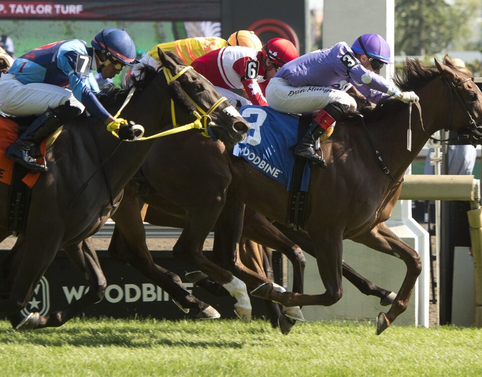 Woodbine Finish - Michael Burns Photo