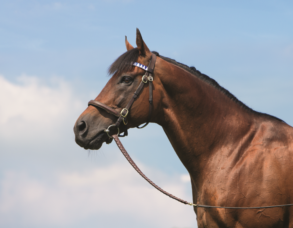 Dubawi - foto suministrada por Jim Cox - Head of Marketing of Darley Stallions - America