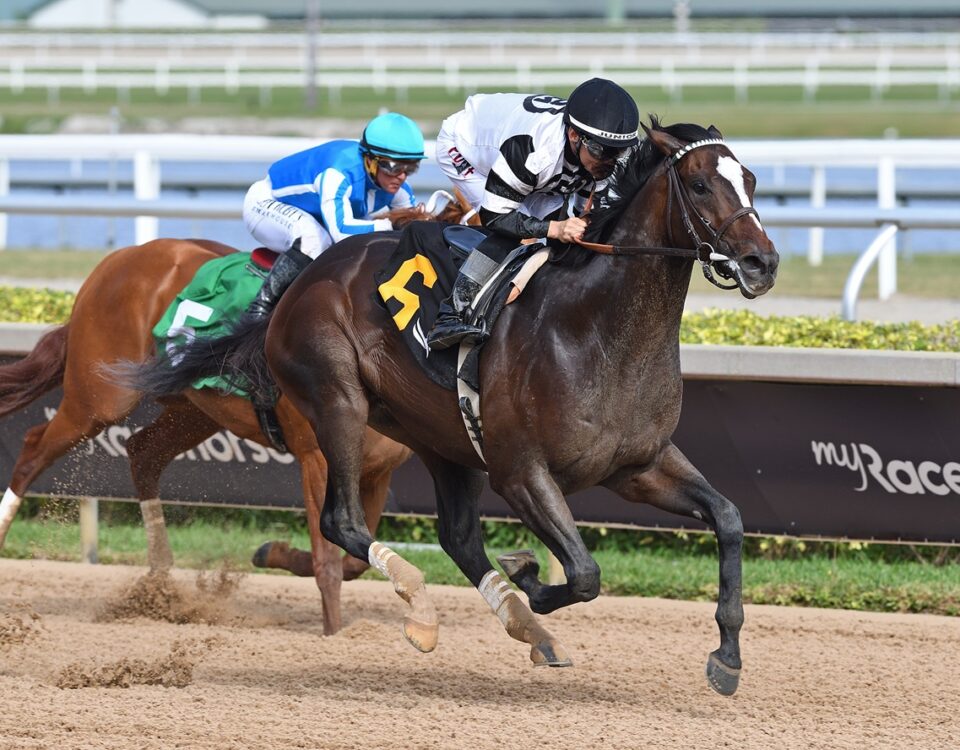 Chief Wallabee - Ryan Thompson - Coglianese Photo