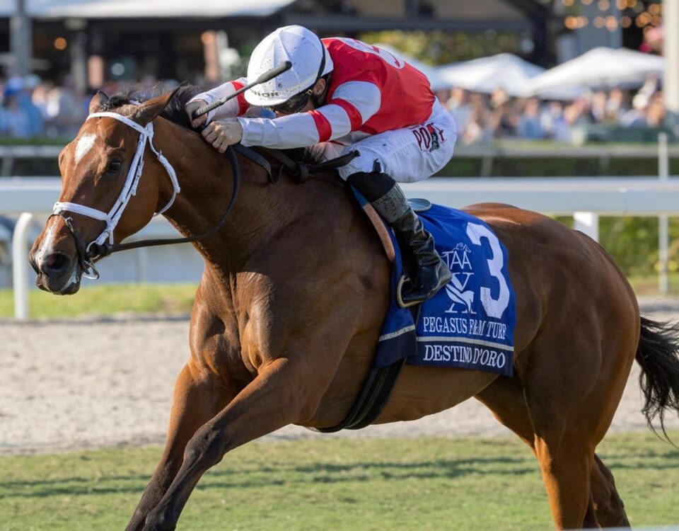 Destino d’Oro - PWC Filly & Mare Turf Inv. G2 - Barbara D. Livingston - Daily Racing Form