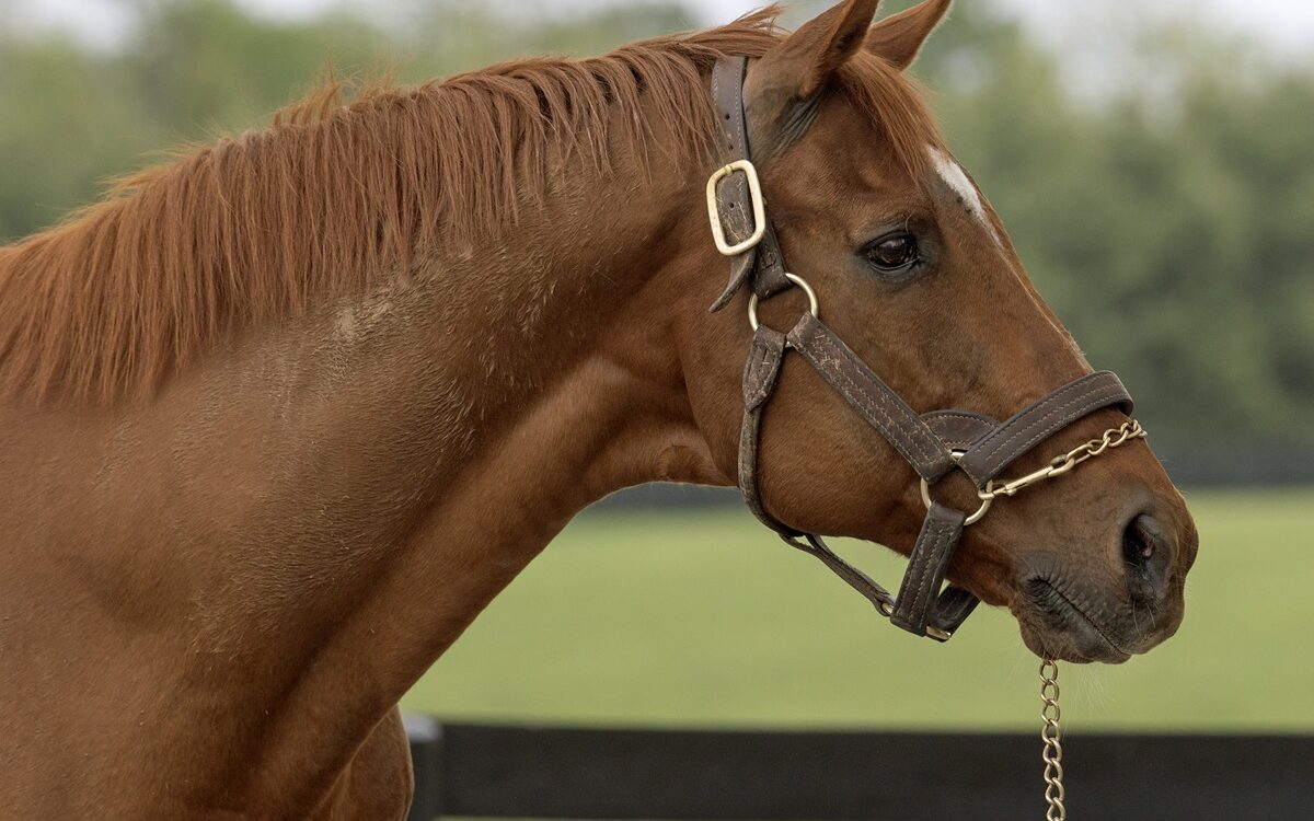 Distorted Humor - Barbara D. Livingston - Daily Racing Form