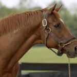 Distorted Humor - Barbara D. Livingston - Daily Racing Form