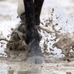 Foto: Barbara D. Livingston / Daily Racing Form