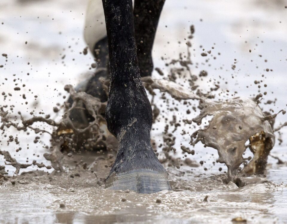 Foto: Barbara D. Livingston / Daily Racing Form