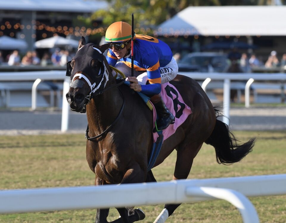 Neoequos the Sunshine Turf - credit Ryan Thompson - Coglianese Photo