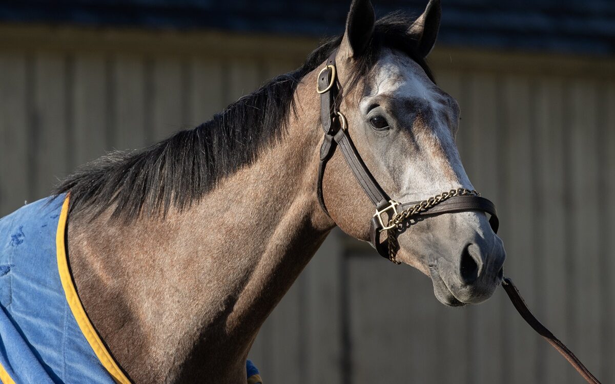 Ted Noffey - Barbara D. Livingston - Daily Racing Form