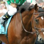 Afleet Alex - Barbara D. Livingston / Daily Racing Form