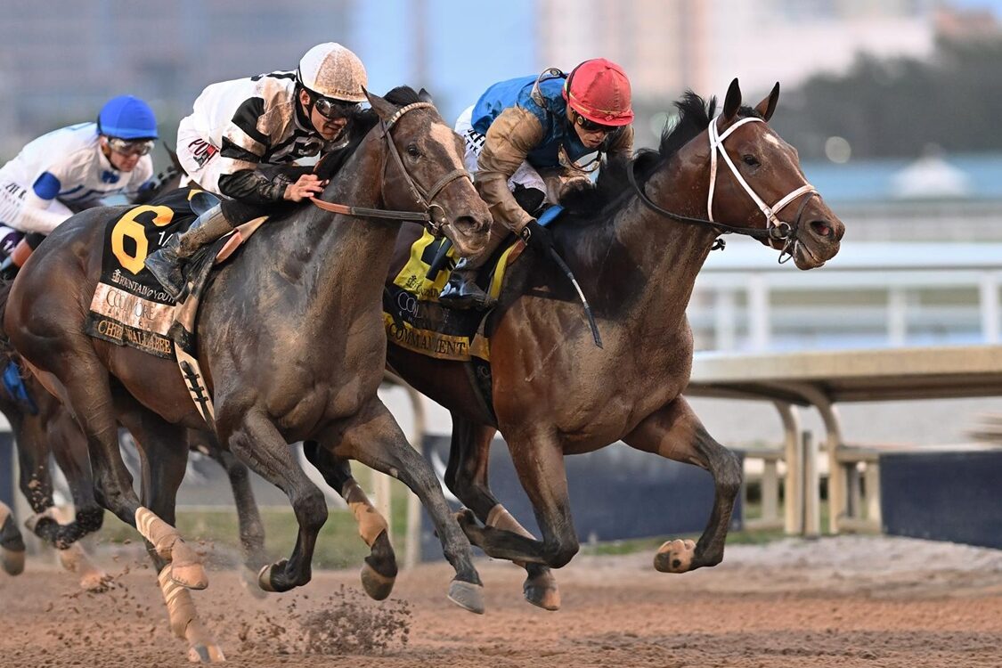 Commandment - Fountain of Youth Stakes G2 - Lauren King - Coglianese Photo