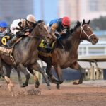 Commandment - Fountain of Youth Stakes G2 - Lauren King - Coglianese Photo