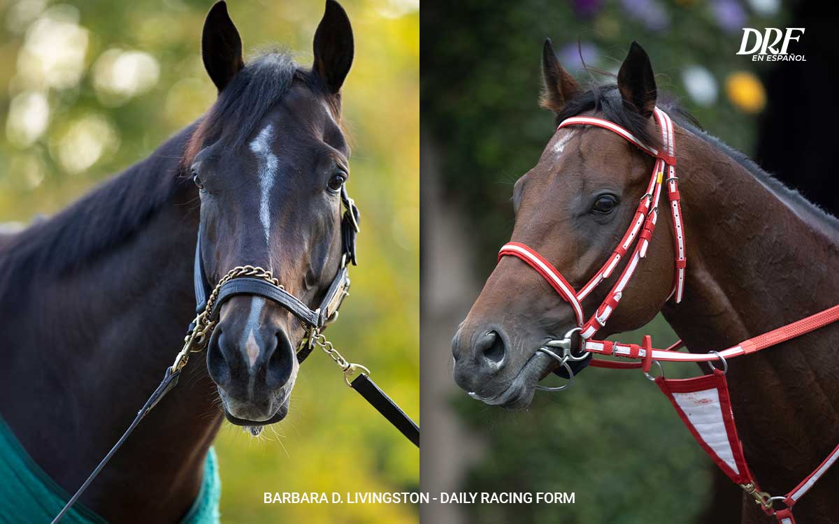 Forever Young (Jpn) & Sovereignty - fotos credito: Barbara D. Livingston - Daily Racing Form