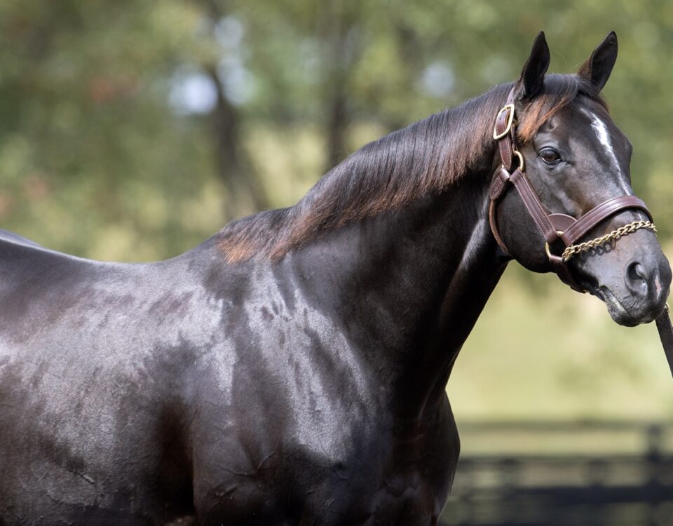 Not This Time - Barbara D. Livingston / Daily Racing Form