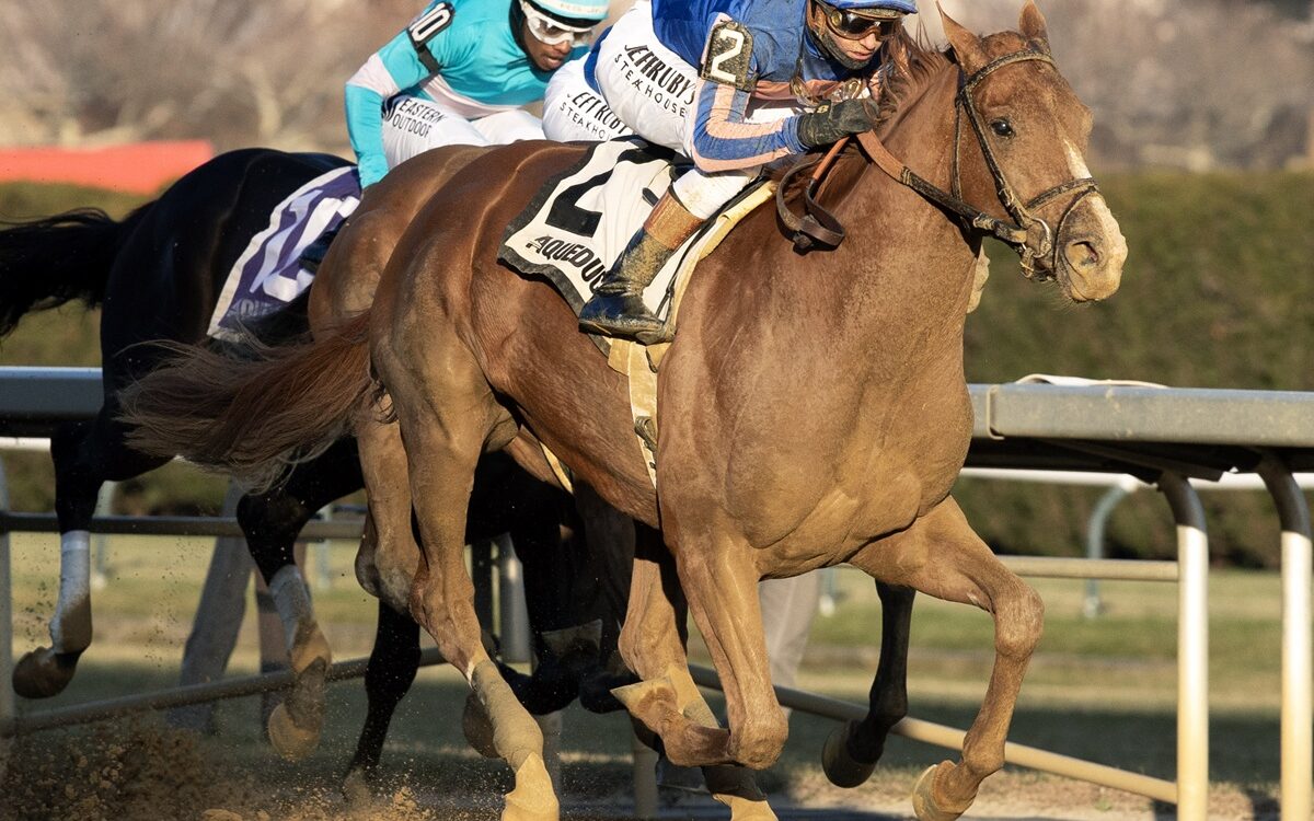 Paladin - Barbara D. Livingston - Daily Racing Form