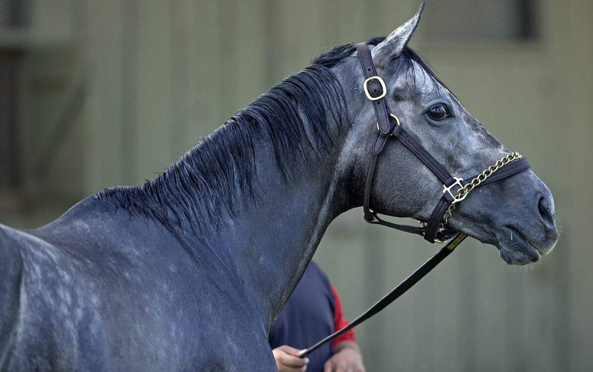 Caravel - Barbara D. Livingston - Daily Racing Form