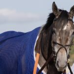 Clicquot - Barbara D. Livingston - Daily Racing Form