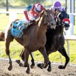 Emerging Market - Barbara D. Livingston - Daily Racing Form