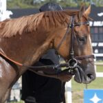 Emerging Market - Tom Keyser - Daily Racing Form