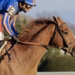 Paladin - Barbara D. Livingston - Daily Racing Form