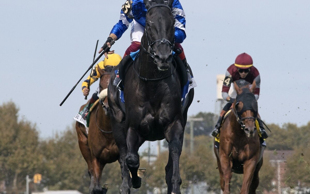 Rebel's Romance - Barbara D. Livingston - Daily Racing Form