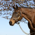 Serena's Song - Barbara D. Livingston - Daily Racing Form