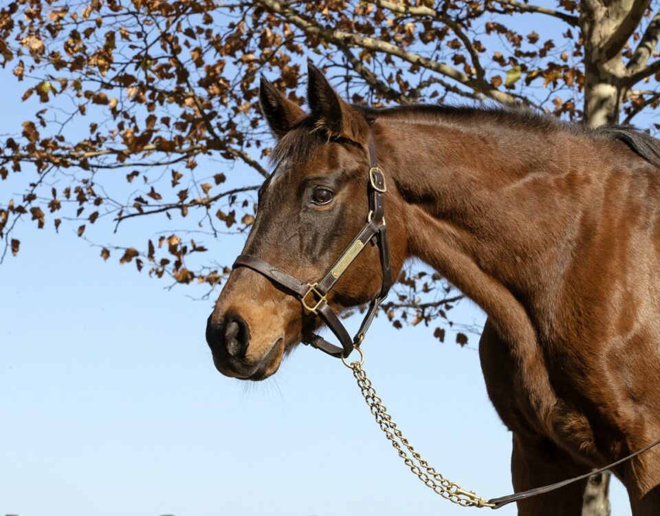 Serena's Song - Barbara D. Livingston - Daily Racing Form