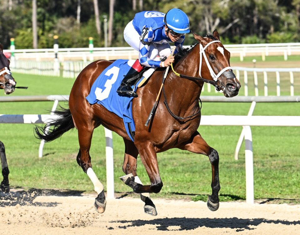 Tessellate - SV Photography - Tampa Bay Downs