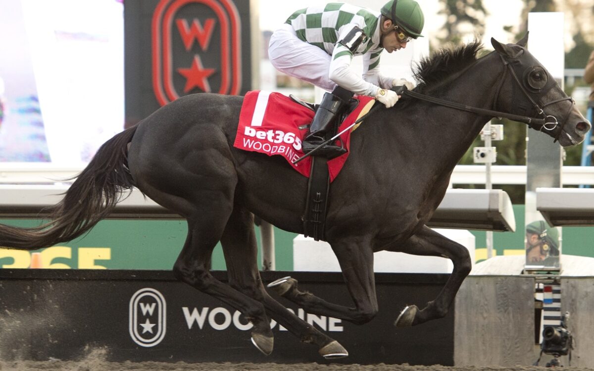 Woodbine - Michael Burns Photo