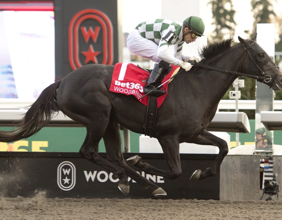 Woodbine - Michael Burns Photo