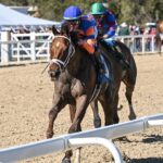 Zany - SV Photography - Tampa Bay Downs