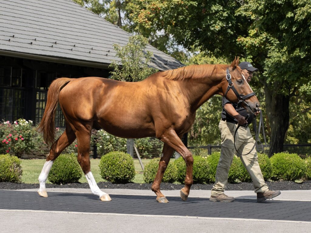 Curlin - Barbara Livingston - Daily Racing Form