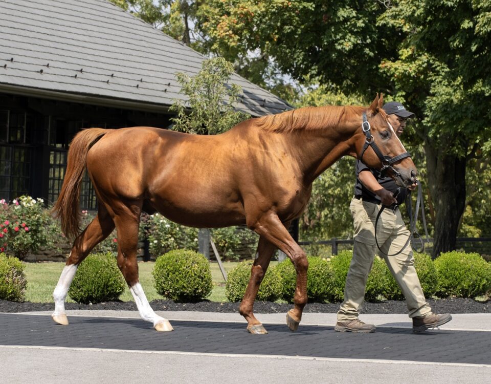 Curlin - Barbara Livingston - Daily Racing Form