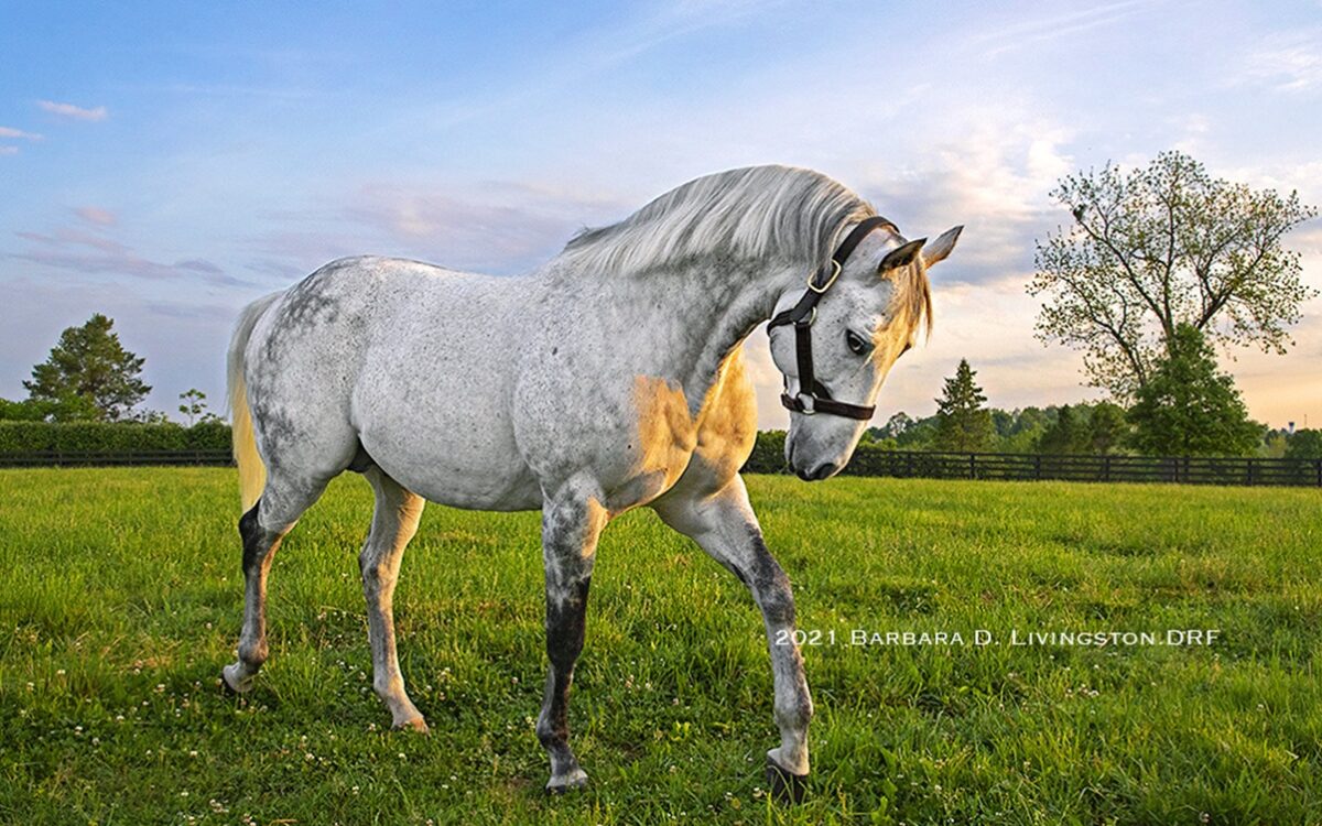 Frosted - Barbara D. Livingston - Daily Racing Form