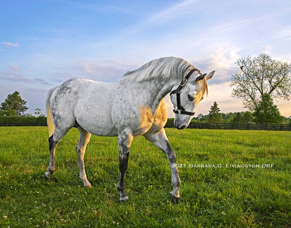 Frosted - Barbara D. Livingston - Daily Racing Form