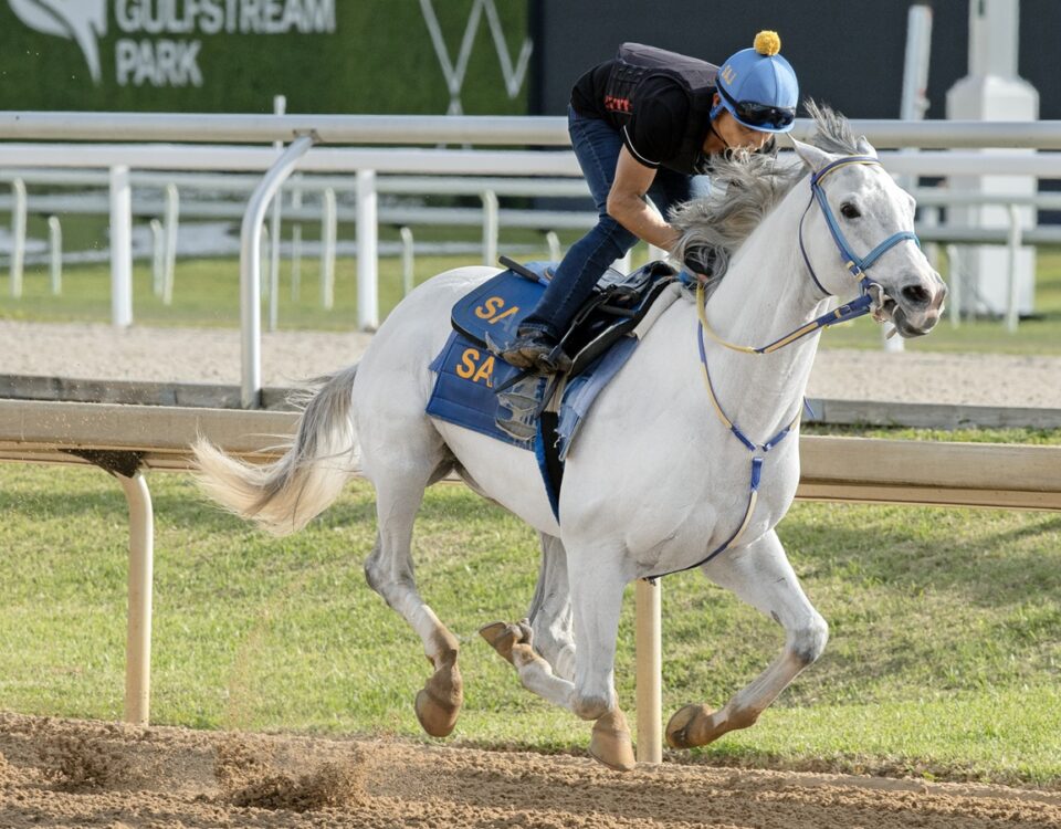 White Abarrio - Barbara Livingston photo - Daily Racing Form