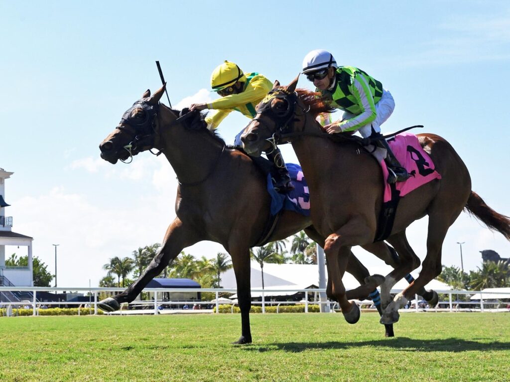 Celtic Dispute - Royal Palm Juvenile Stakes - Gulfstream Park - Coglianese Photo